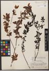 Foto von Salix wilsonii Seemen